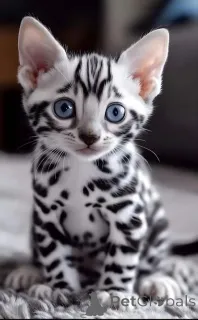 Фото №2 к объявлению №145455 о продаже бенгальская - купить в Нидерландах частное объявление, из питомника, заводчик