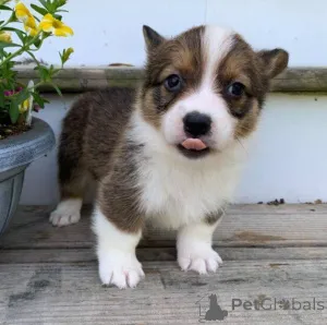 Дополнительные фото: Главная Выращенные щенки корги Продажа щенков