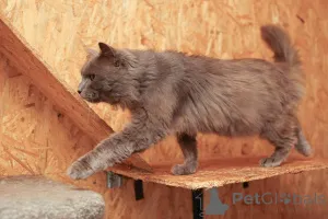 Дополнительные фото: Кот Зефир ищет дом!