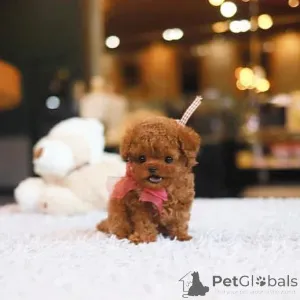 Фото №3. Дом декана Джанет Кей.  США