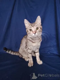 Дополнительные фото: Котенок Машенька ищет дом!