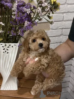 Фото №1. пудель (королевский), пудель (той) - купить в Хельсинки за 46384₽. Объявление №163528