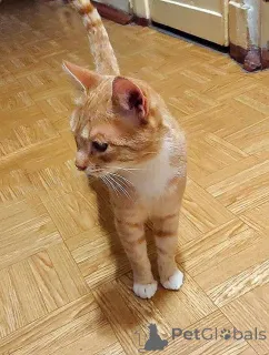 Фото №1.  - купить в Санкт-Петербурге за Бесплатно. Объявление №162779