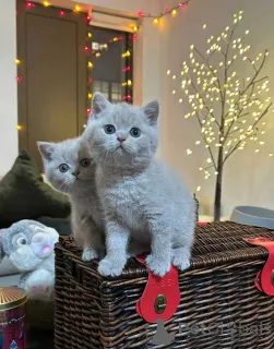 Фото №3. Британские короткошерстные котята Бизнес WhatsApp447400576553. Финляндия