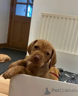 Фото №1. венгерская выжла - купить в Гавиржов за 49283₽. Объявление №153753