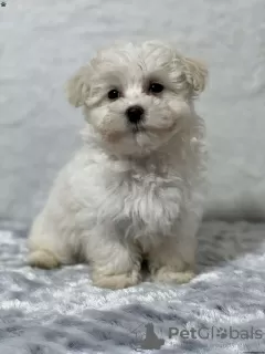 Фото №3. Щенки Maltipoo F 1 B на продажу.  Австрия