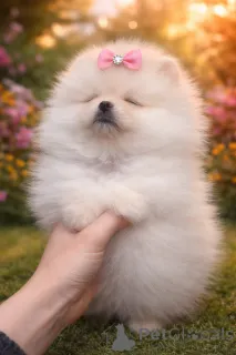 Фото №3. Крихiтна VIP дiвчинка!.  Украина