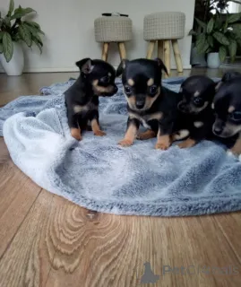 Фото №3. Щенки Чихуахуа.  Дания