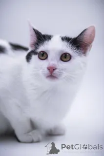 Фото №3. Очаровательная Принцесса в дар!. Россия