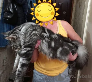 Дополнительные фото: Котята мейн кун