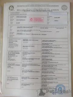 Дополнительные фото: щенки пти брабансона рыжего окраса