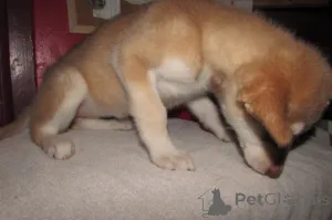 Фото №3. Wolf Hybrid на продажу.  США