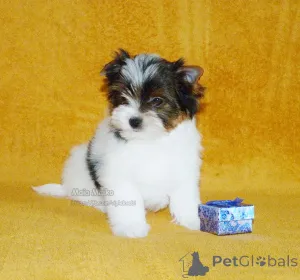 Фото №4. Продажа бивер-йоркширского терьера в Тбилиси частное объявление, из питомника, заводчик - цена договорная