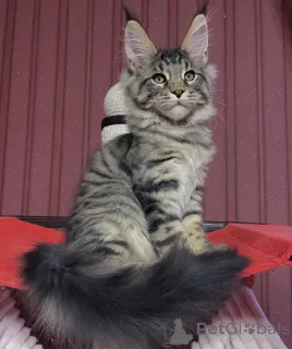 Фото №1. мейн-кун - купить в Эелс за 88129₽. Объявление №161404