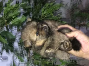 Дополнительные фото: Щенки померанского шпица