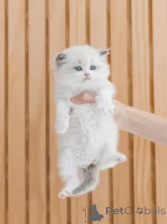 Дополнительные фото: Милый котенок Рэгдолл