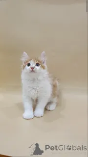 Фото №3. Котята Курильского бобтейла. Польша