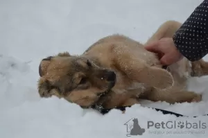 Дополнительные фото: Отдадим в добрые руки щенков!