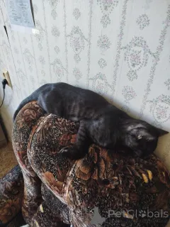 Дополнительные фото: Бенгальский Леопард