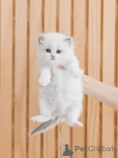 Дополнительные фото: Милый котенок Рэгдолл