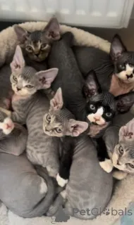 Фото №1. девон рекс - купить в Бидфорд-на-Эйвон за 64937₽. Объявление №163022