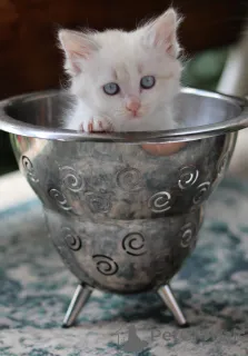 Дополнительные фото: Замечательные котята готовы к передаче новым владельцам по исполнению 2