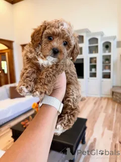 Фото №2 к объявлению №157471 о продаже лабрадудля - купить в Люксембурге частное объявление