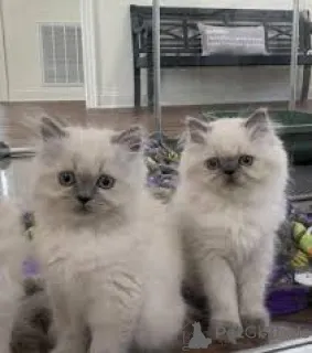 Фото №1. гималайская кошка - купить в Хельсинки за 53805₽. Объявление №164077