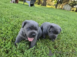 Фото №3. Nuttede Cane Corso очень красив и безопасен для всех.  Дания