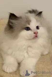 Дополнительные фото: Потрясающие чистокровные тряпичные котята