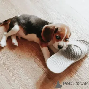 Дополнительные фото: Beagle Puppy