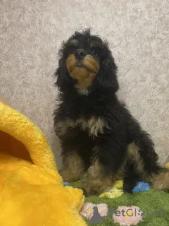 Дополнительные фото: Щенок