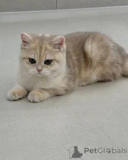 Фото №2 к объявлению №157998 о продаже британская короткошёрстная - купить в Финляндии частное объявление