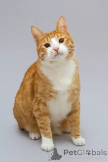 Фото №1.  - купить в Химках за Бесплатно. Объявление №164498