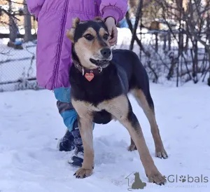 Дополнительные фото: Молли в добрые и ответственные руки!