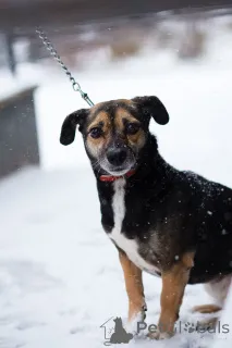 Фото №4. Продажа беспородную в Санкт-Петербурге частное объявление - цена Бесплатно