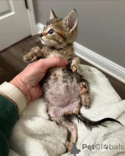 Фото №1. бенгальская - купить в Мюнхене за 38962₽. Объявление №150616