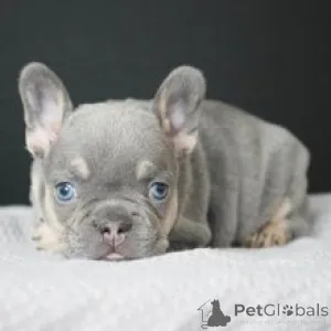 Фото №3. Французский бульдог, сука, 8 недель, готова к поездке домой..  Германия