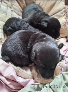 Фото №1. беспородная - купить в Минске за Бесплатно. Объявление №166478