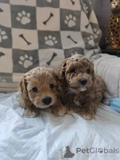 Фото №1. мальтипу - купить в Берлине за 83490₽. Объявление №149896