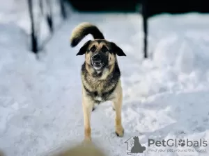 Дополнительные фото: БАФ ищет ДОМ и любящую семью!