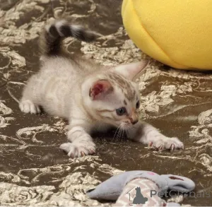 Фото №2 к объявлению №153192 о продаже бенгальская - купить в Швеции частное объявление