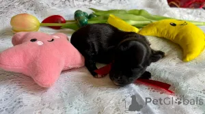 Дополнительные фото: Родословный щенок с сказочным пальто после чемпиона ZKWP/FCI