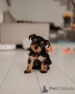 Фото №2 к объявлению №165400 о продаже йоркширского терьера - купить в Германии частное объявление, из приюта