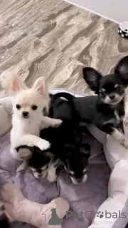 Фото №1. чихуахуа - купить в Оффенбах за договорная. Объявление №152896