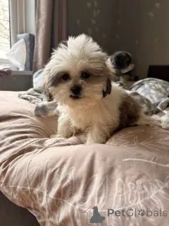 Фото №3. Lernen Sie unsere liebenswerten Shih-Tzu-Welpen kennen, die ein Zuhause suchen!.  Германия