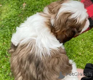 Фото №3. Великолепные щенки Shih tzu для продажи.  Германия