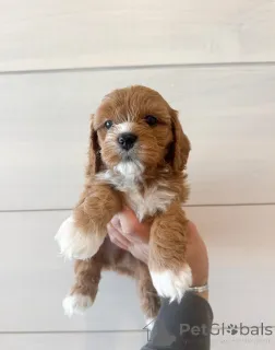 Дополнительные фото: Познакомьтесь с Оливером, маленьким джентльменом с большим сердцем! Всегда готов