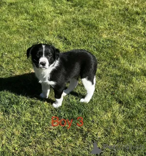 Фото №4. Продажа бордер-терьера в Милфорд заводчик - цена 68996₽