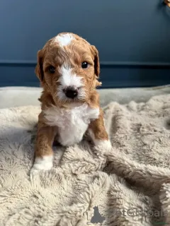 Фото №3. Betsy's Australian Double Doodles WhatsApp 44 7453 907158.  Германия
